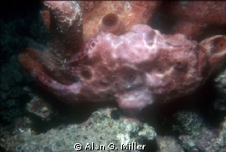 Frogfish, it was harder to see in real life that it seems... by Alan G. Miller 